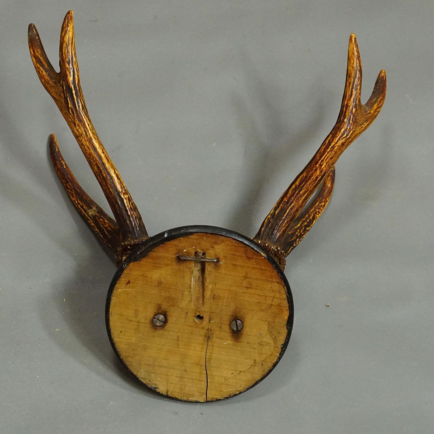 20th Century Antique Black Forest Deer Trophy on Wooden Plaque ca. 1900s For Sale