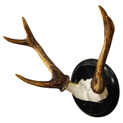 Antique Black Forest Deer Trophy on Wooden Plaque ca. 1900s