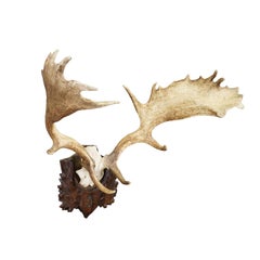 Antique Black Forest Fallow Deer Trophy, Germany ca. 1900