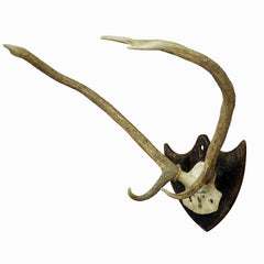 Antique Black Forest Red Deer Trophy from Salem - Germany, Banzenreuthe 1875