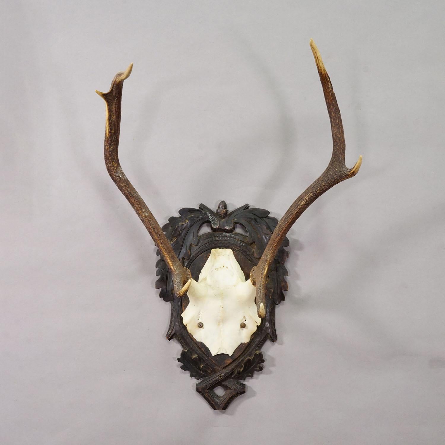 Antike Black Forest Rotwild Trophäe auf geschnitzter Plakette - Deutschland 1900

Eine große 6-Zeiger-Rothirschtrophäe (Cervus elaphus) aus Deutschland, montiert auf einer gebeizten Holztafel mit kunstvollen Schnitzereien von Eichenblättern und