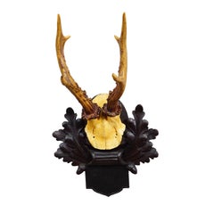 Antique Black Forest Red Deer Trophy on Carved Plaque, Germany 1900