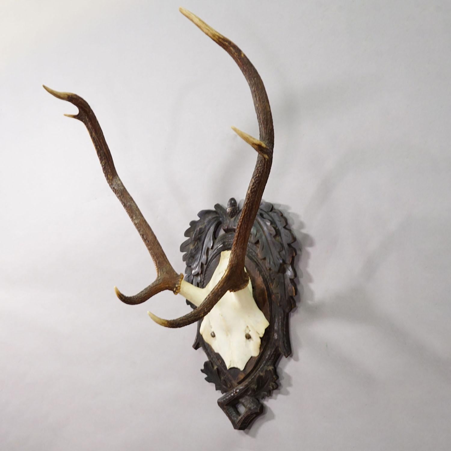 Antike Black Forest Rotwild Trophäe auf geschnitzter Plakette - Deutschland 1900 (Schwarzwald) im Angebot