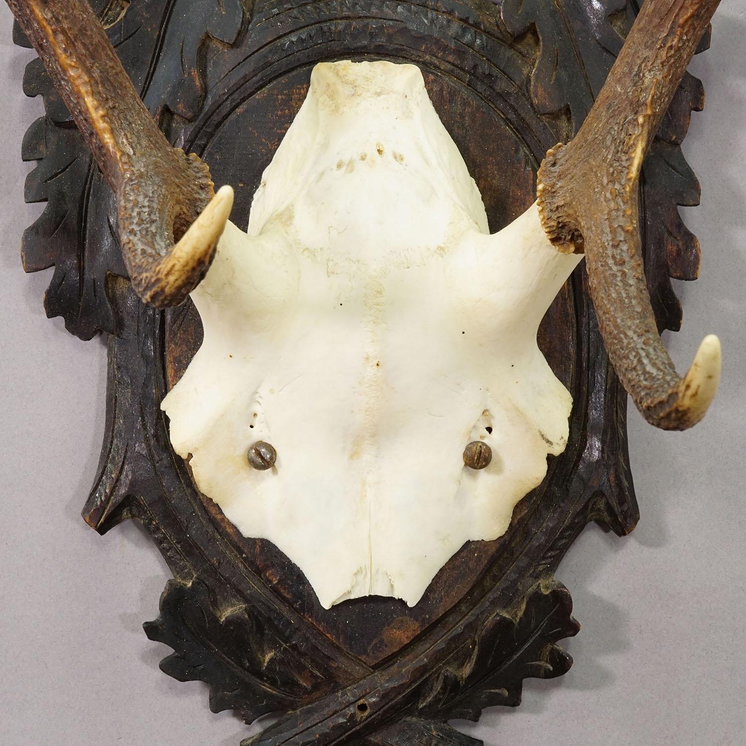 Antike Black Forest Rotwild Trophäe auf geschnitzter Plakette - Deutschland 1900 im Zustand „Gut“ im Angebot in Berghuelen, DE