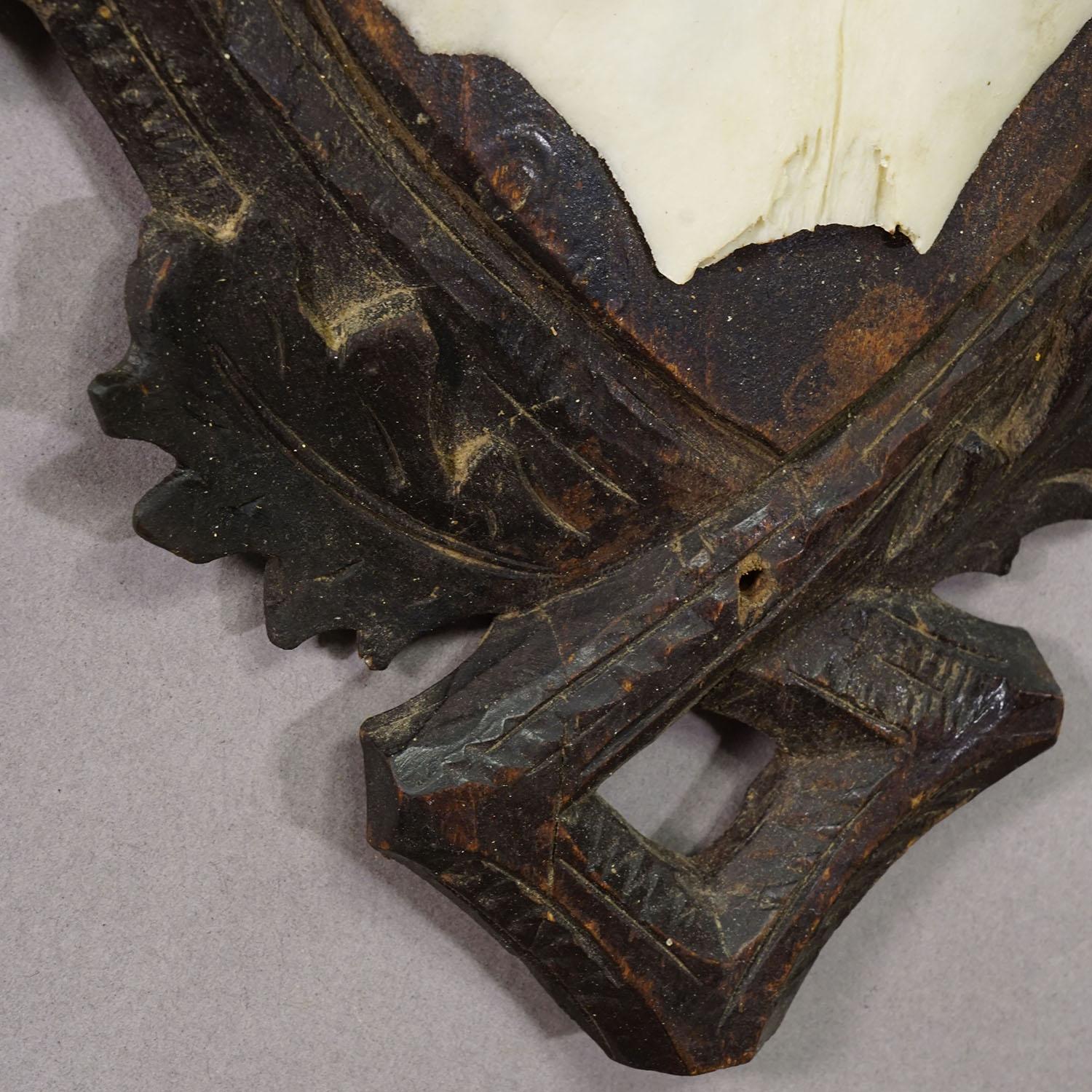 Antike Black Forest Rotwild Trophäe auf geschnitzter Plakette - Deutschland 1900 (Frühes 20. Jahrhundert) im Angebot