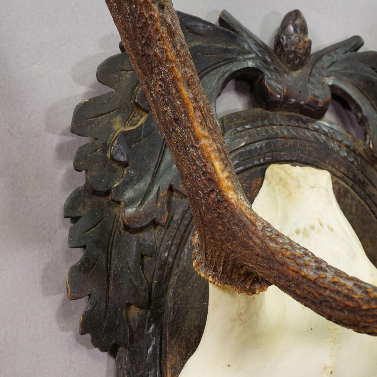 Antike Black Forest Rotwild Trophäe auf geschnitzter Plakette - Deutschland 1900 (Geweih) im Angebot