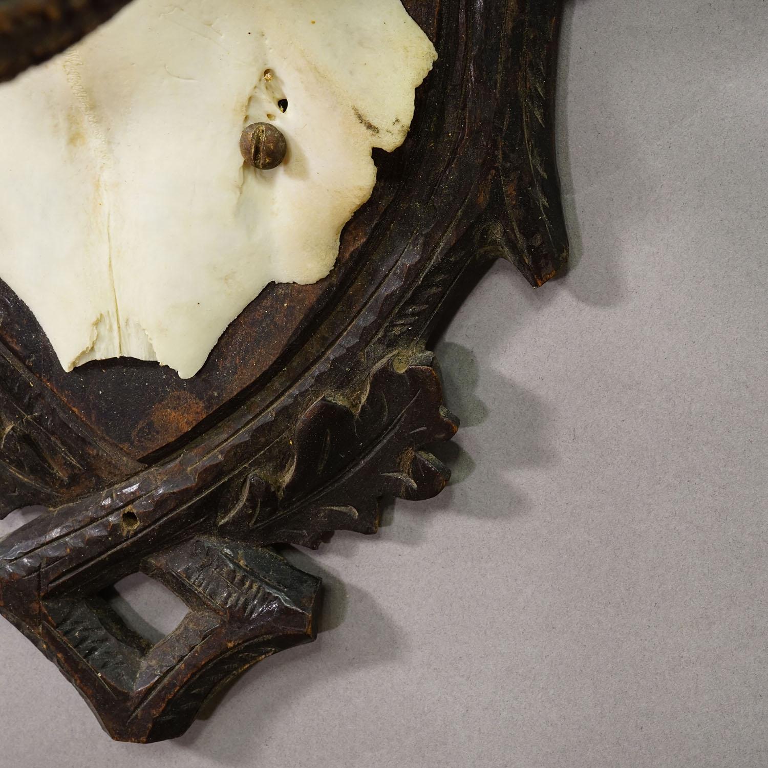 Antike Black Forest Rotwild Trophäe auf geschnitzter Plakette - Deutschland 1900 im Angebot 1