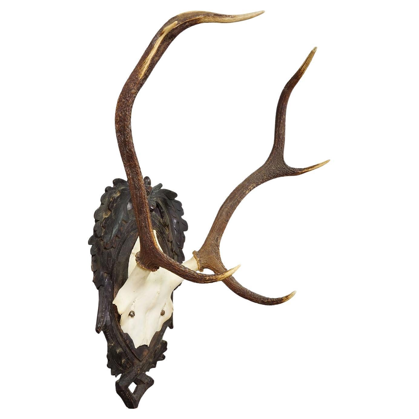 Trophée ancien de cerf rouge de Black Forest sur plaque sculptée - Allemagne 1900