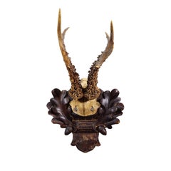 Trofeo antiguo de ciervo rojo de la Black Forest en placa tallada - Alemania 1910