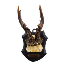 Trofeo antiguo de ciervo rojo de la Black Forest en placa tallada - Alemania 1930
