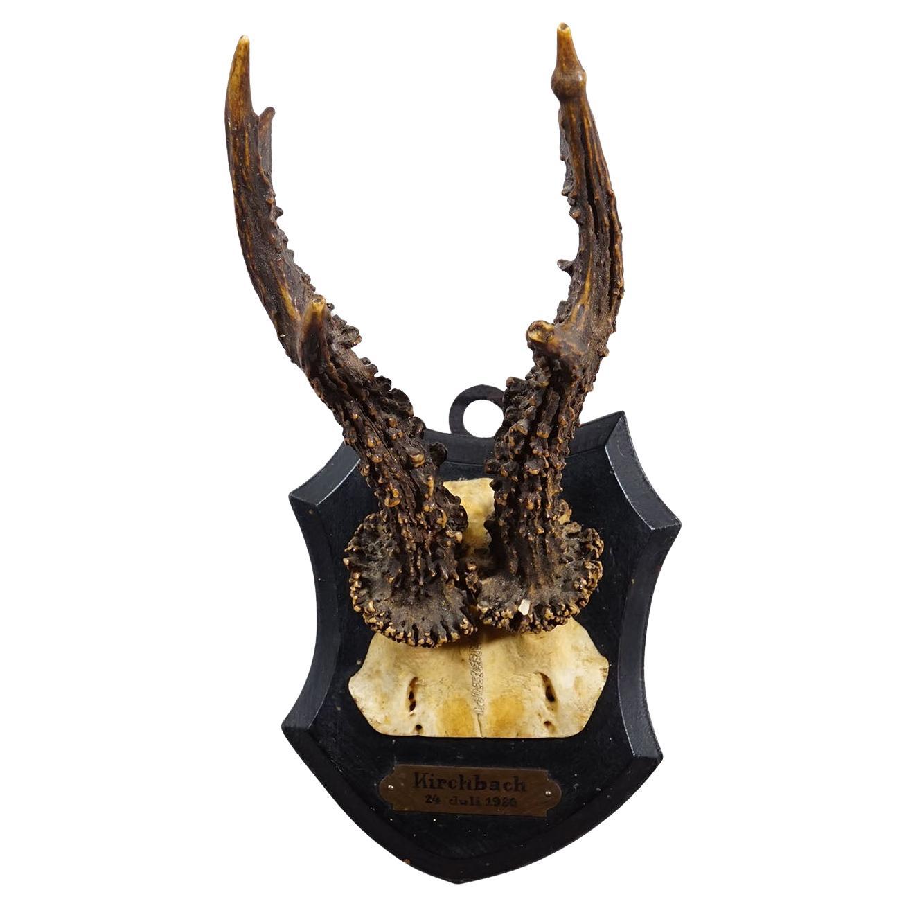 Antique Black Forest Red Deer Trophy on Carved Plaque - Germany 1930 For Sale