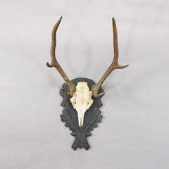 Antique Black Forest Red Deer Trophy on Carved Plaque - Germany 1930s