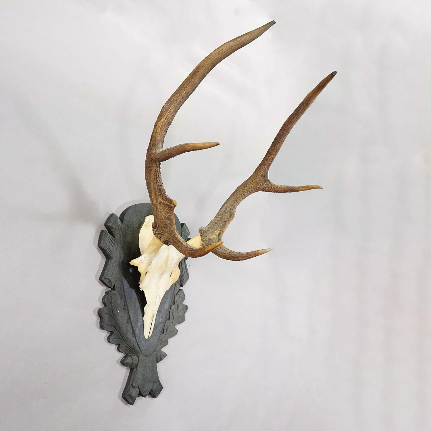 Antique Black Forest Red Deer Trophy on Carved Plaque - Germany 1930s (Schwarzwald) im Angebot