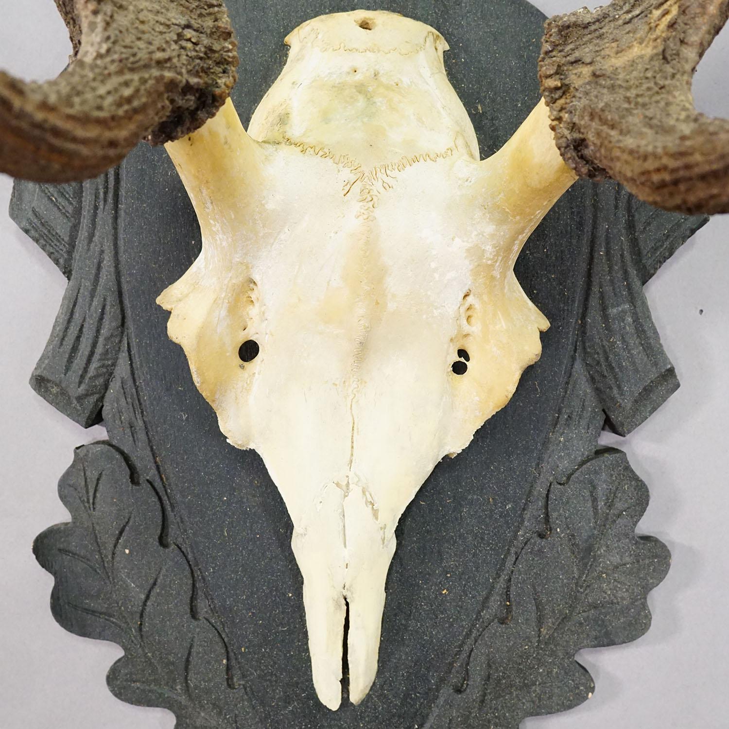 Antique Black Forest Red Deer Trophy on Carved Plaque - Germany 1930s (Deutsch) im Angebot