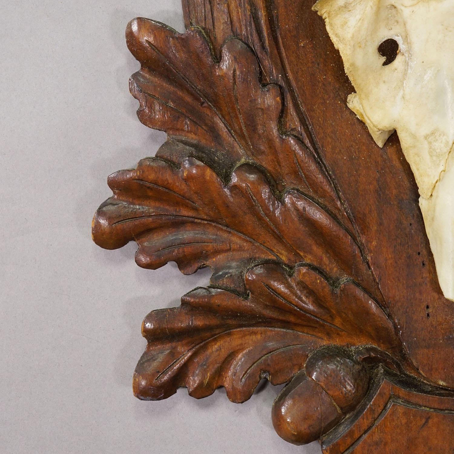 Antike Black Forest Rotwild Trophäe auf geschnitzter Plakette - Deutschland 1930er Jahre (Mitte des 20. Jahrhunderts) im Angebot