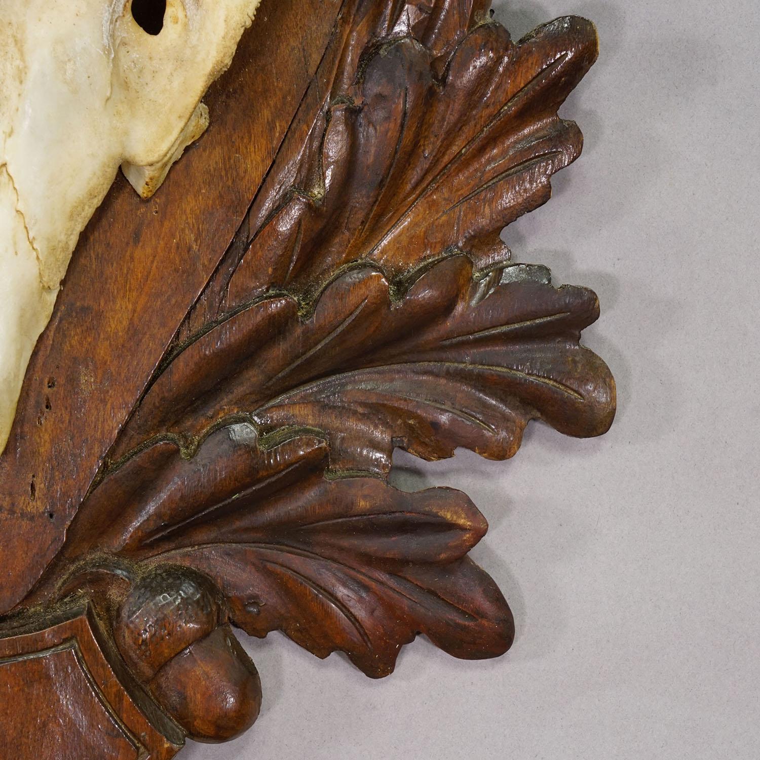 Antike Black Forest Rotwild Trophäe auf geschnitzter Plakette - Deutschland 1930er Jahre (Geweih) im Angebot