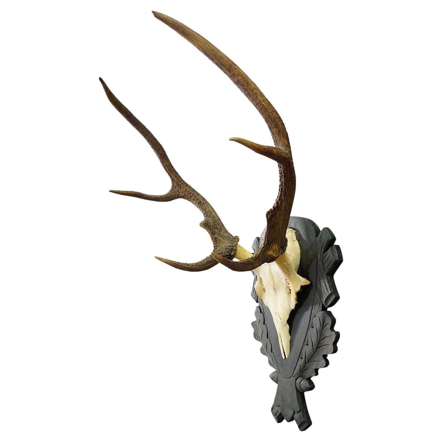 Antique Black Forest Red Deer Trophy on Carved Plaque - Germany 1930s