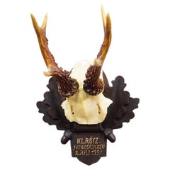 Trofeo antiguo de ciervo rojo de la Black Forest en placa tallada - Alemania 1932