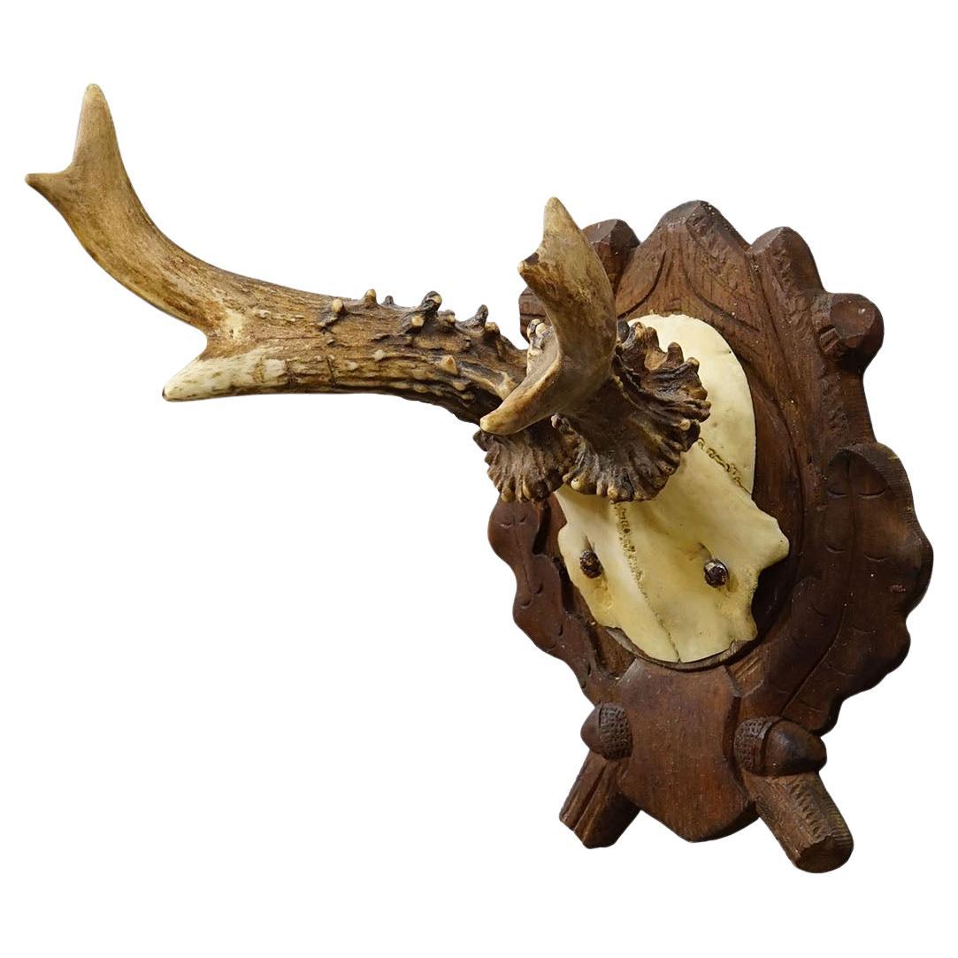 Antique Black Forest Red Deer Trophy on Carved Plaque, Germany 1938