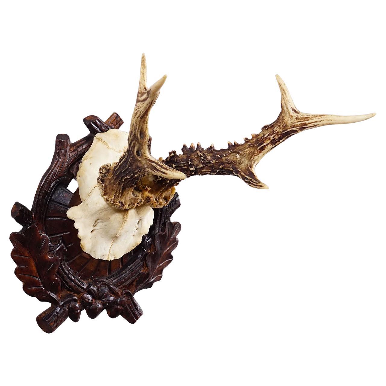 Antique Black Forest Red Deer Trophy on Carved Plaque - Germany ca. 1910 For Sale