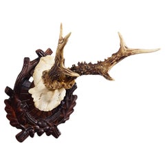 Antico trofeo di cervo della Black Forest su placca intagliata - Germania, 1910 ca.