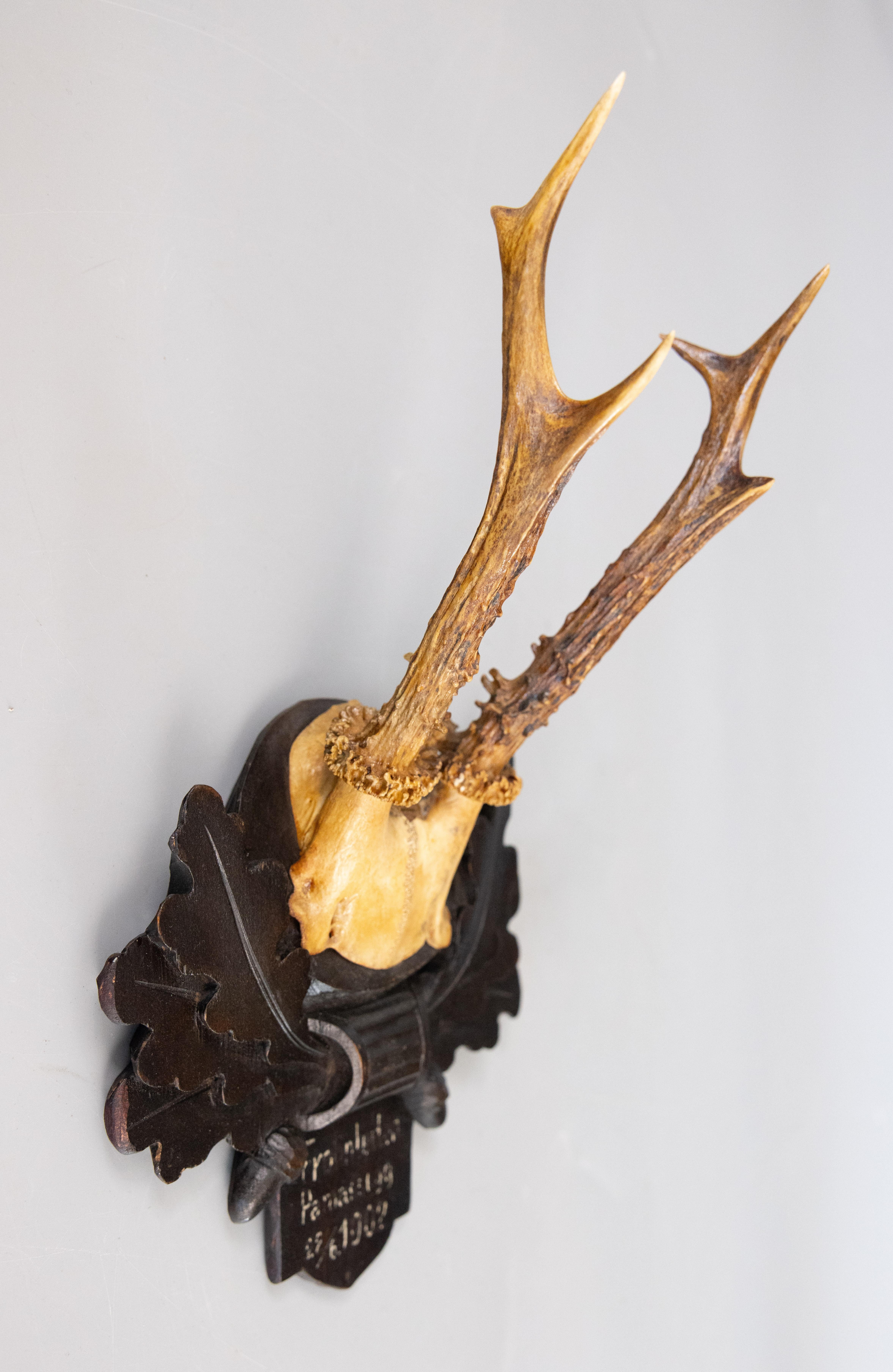 Fino trofeo antiguo de caza con cuernos de corzo en una placa tallada de Black Forest, fechado en 1902. La placa está tallada a mano con hojas de roble y bellotas y se encontró en un antiguo pabellón de caza en Alemania. Es perfecto para un estudio