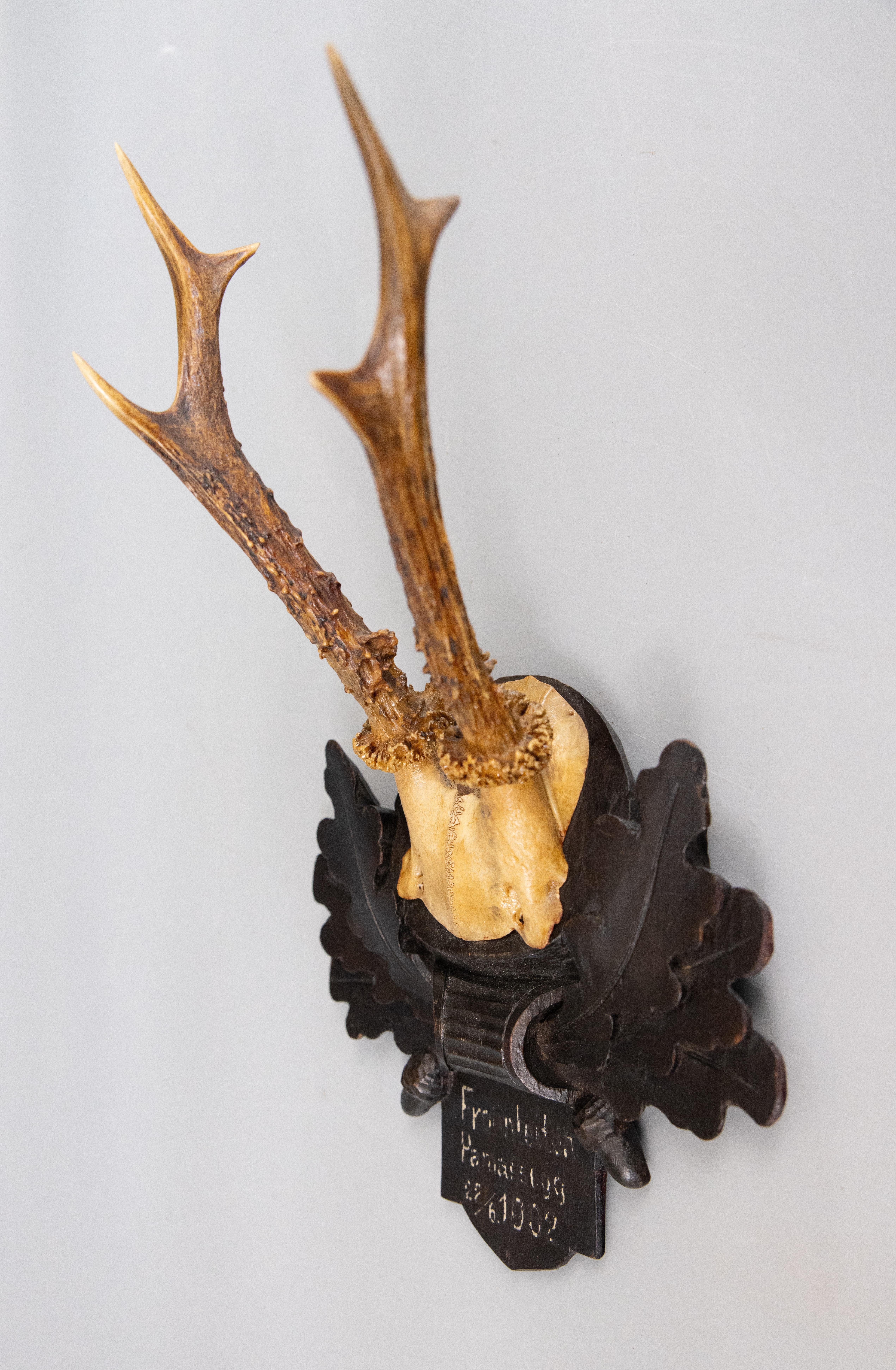 Antiguas astas de corzo Black Forest Trofeo de caza 1902 Montura Alemán