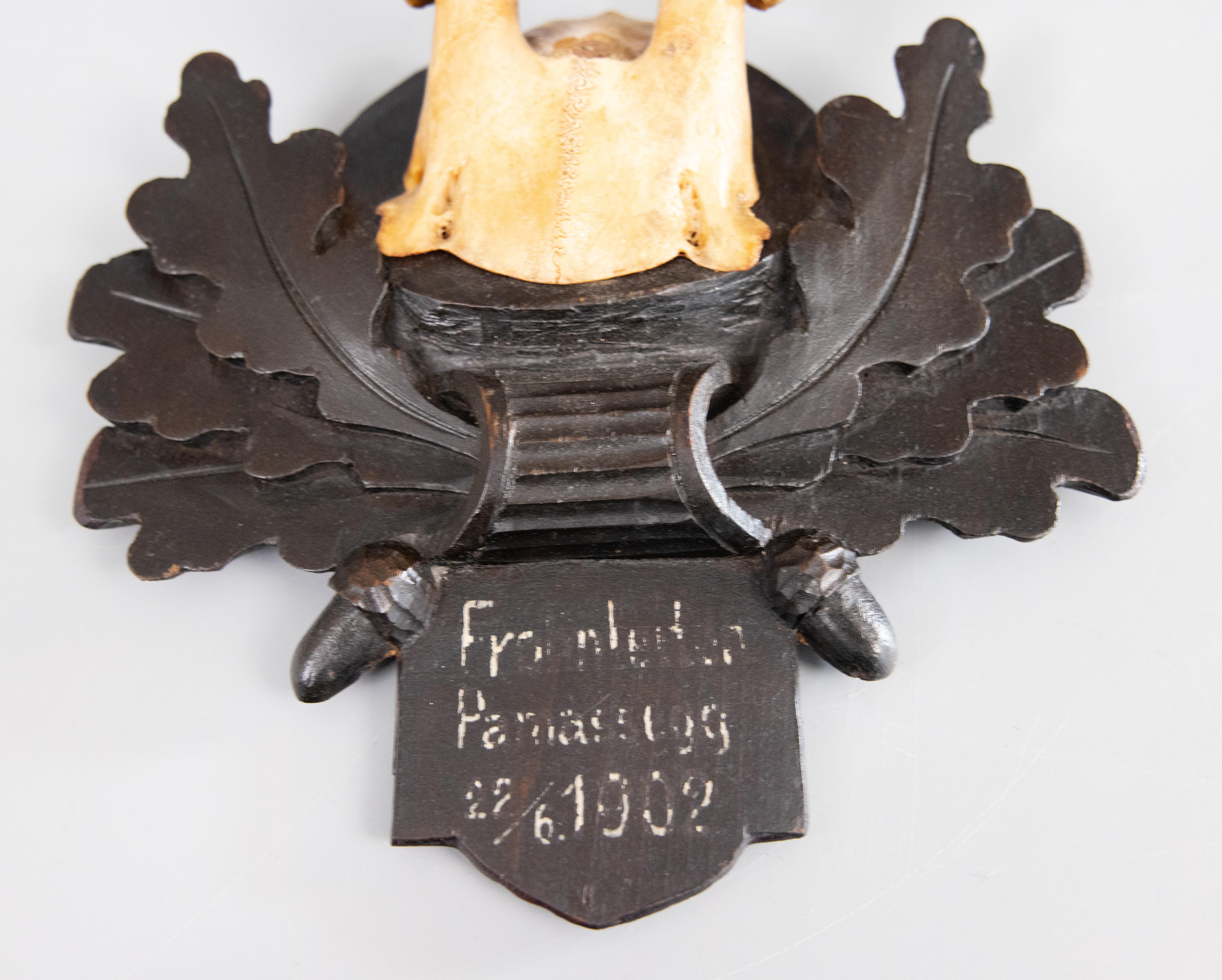 Antiguas astas de corzo Black Forest Trofeo de caza 1902 Montura Tallado a mano