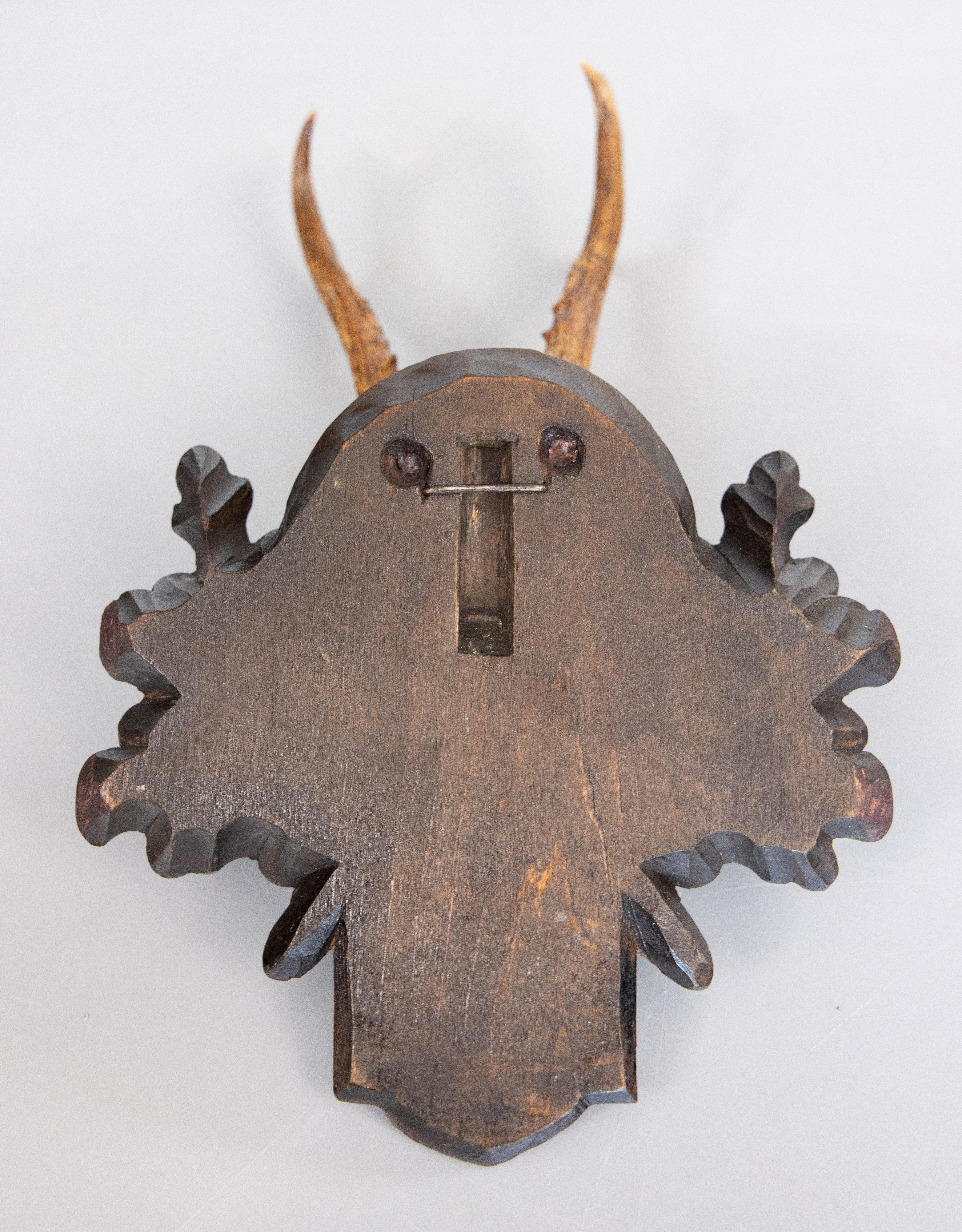 Antiguas astas de corzo Black Forest Trofeo de caza 1902 Montura en Bueno Estado en Pearland, TX