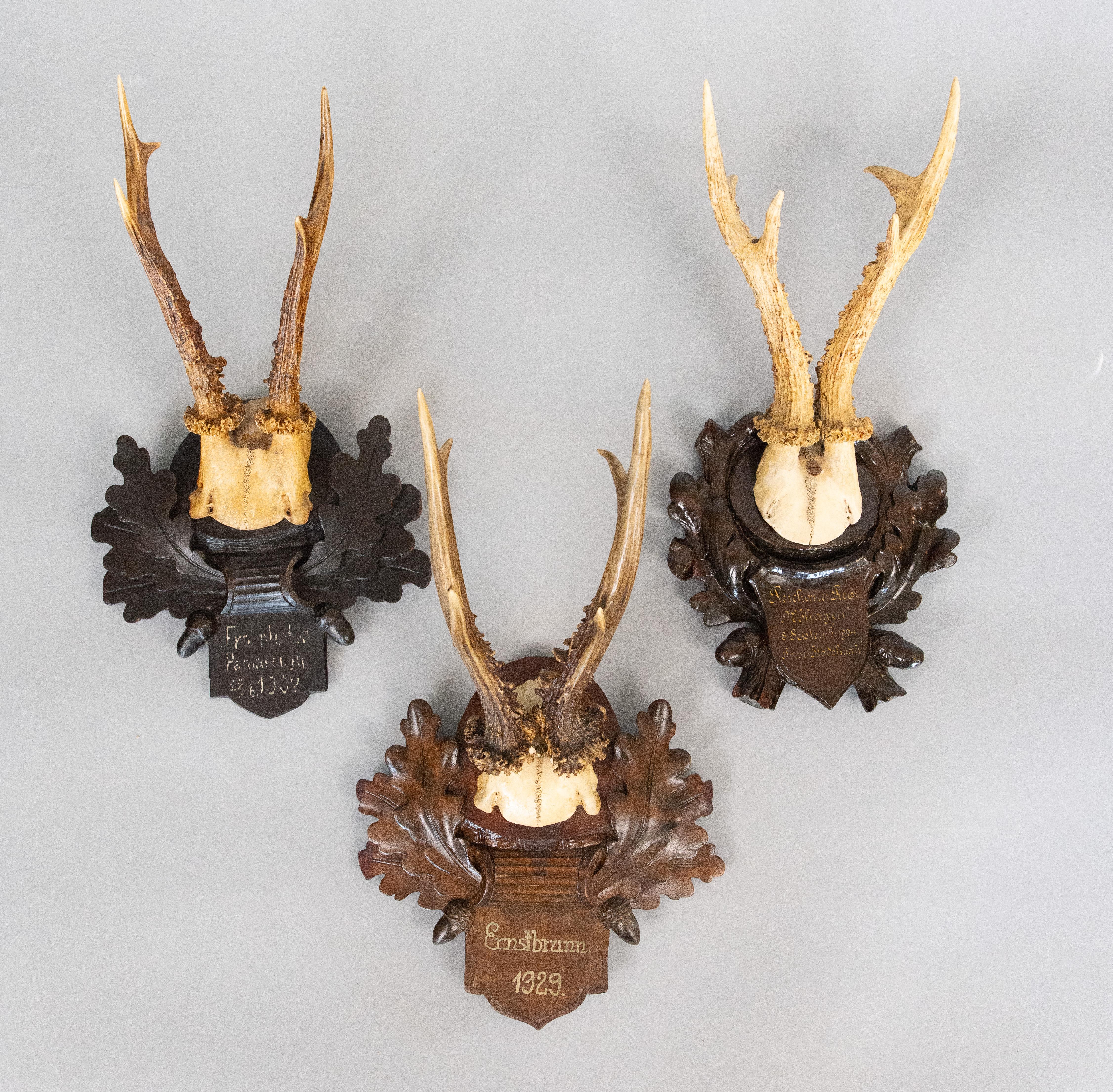 Antiguas astas de corzo Black Forest Trofeo de caza 1902 Montura principios del siglo XX