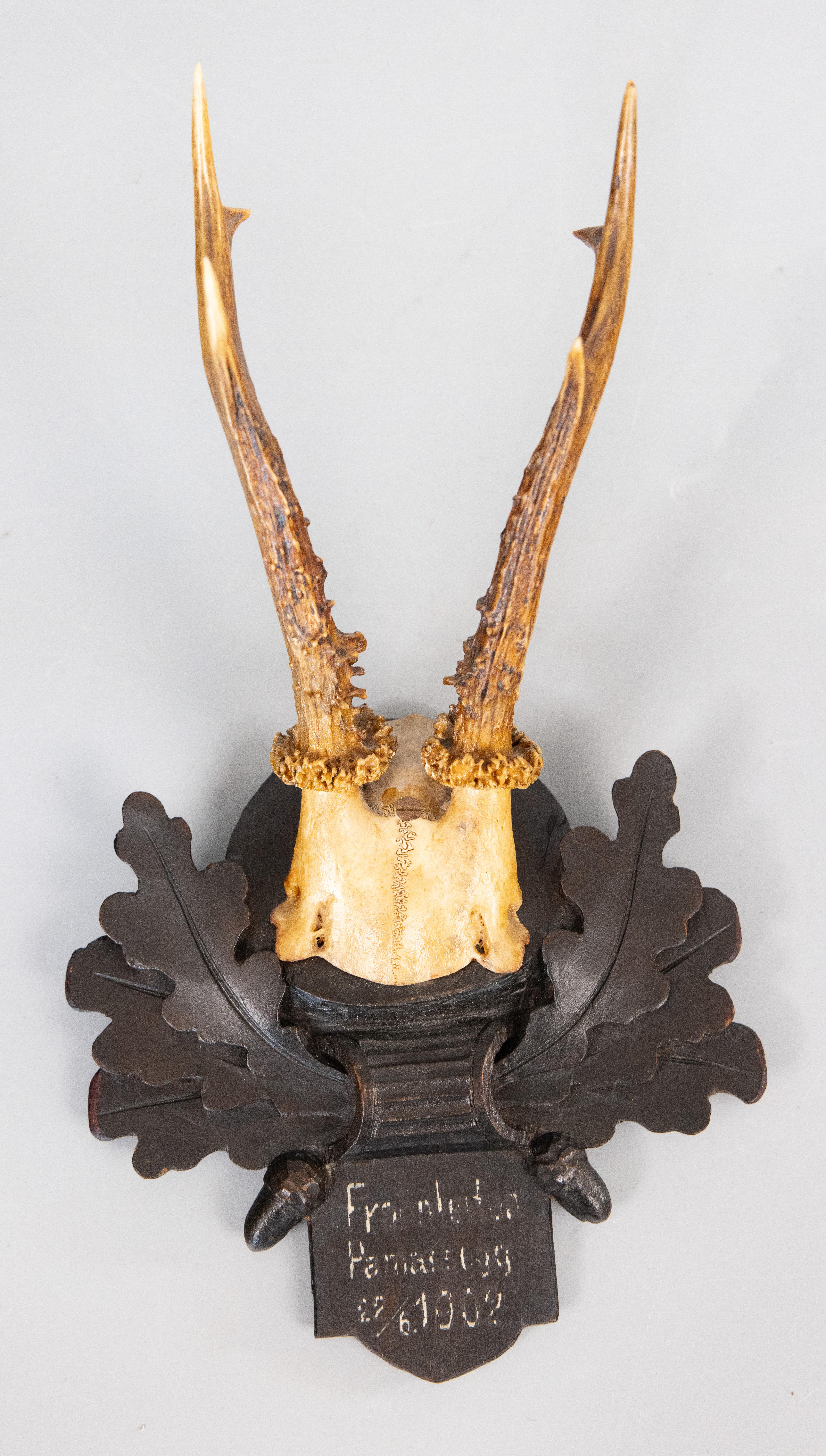 Antiguas astas de corzo Black Forest Trofeo de caza 1902 Montura Asta