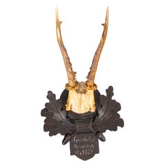 Antique Black Forest Roe Deer Antlers Hunting Trophy 1902 Mount