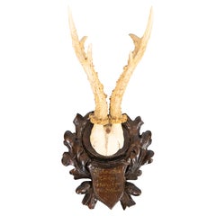 Antique Black Forest Roe Deer Antlers Hunting Trophy 1904 Mount