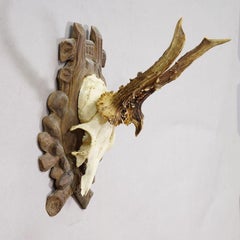 Antique Black Forest Roe Deer Trophy on Carved Plaque 1930s