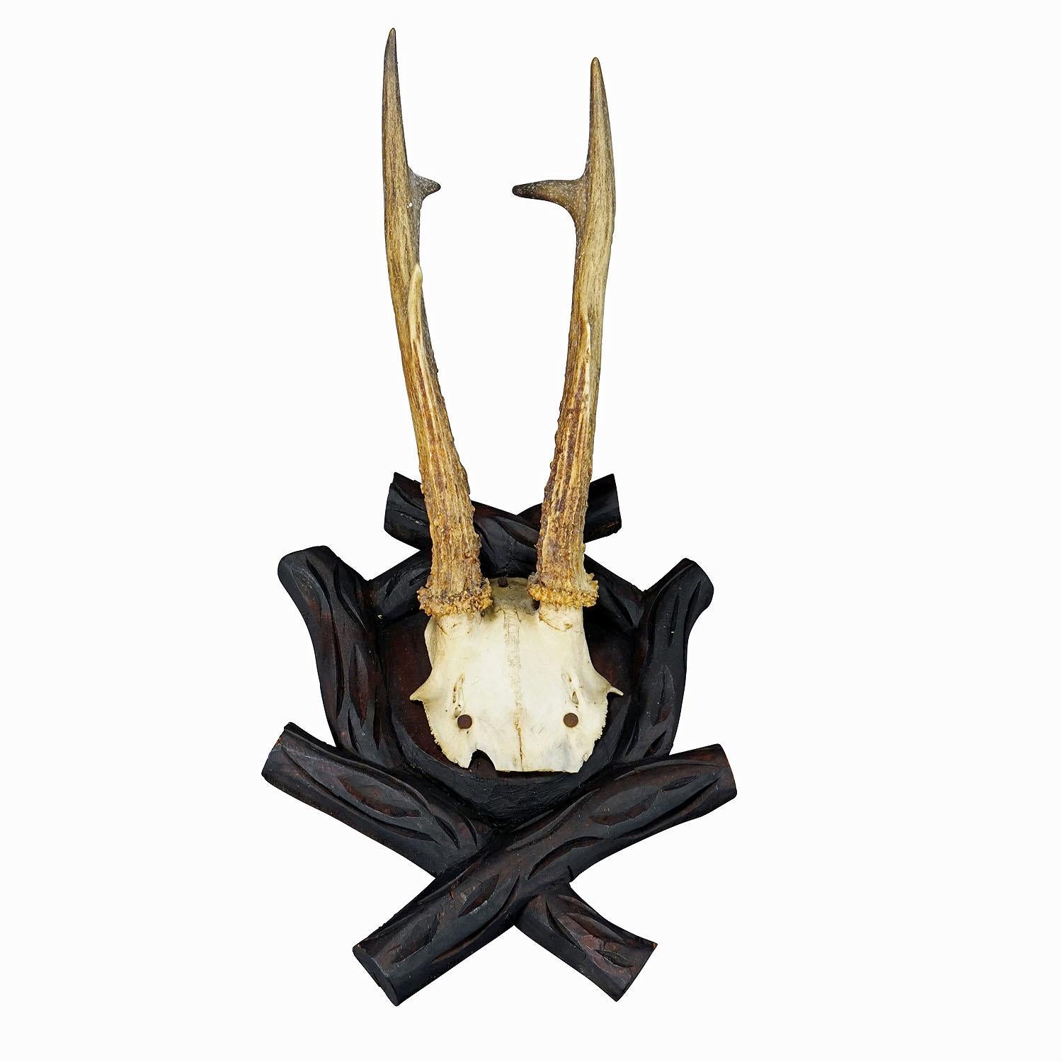 Antique Black Forest Roe Deer Trophy on Carved Plaque, Bavaria 1900s
Item e7321
A large antique roe deer (Capreolus capreolus) trophy on a wooden carved plaque. The trophy was shot in Bavaria around 1900. A great fit to your rustic cabin decoration.