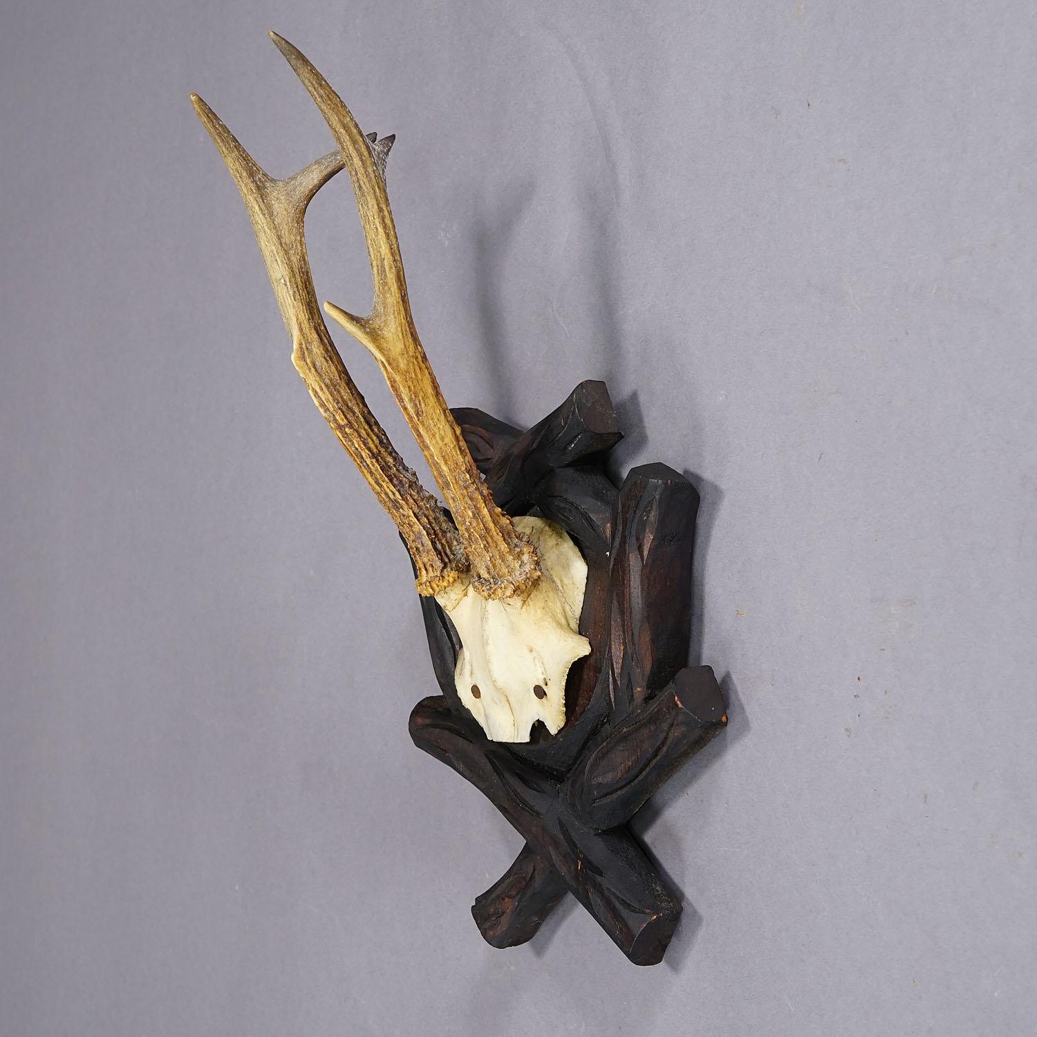 German Antique Black Forest Roe Deer Trophy on Carved Plaque, Bavaria 1900s For Sale