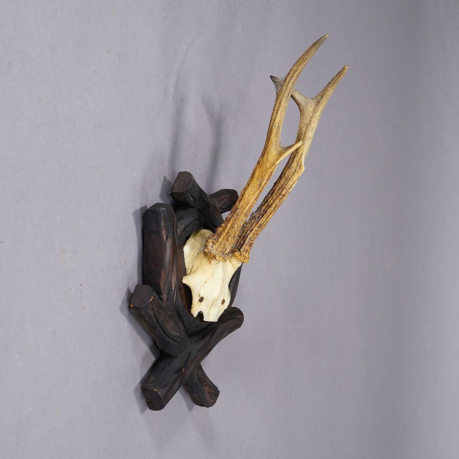 Antique Black Forest Roe Deer Trophy on Carved Plaque, Bavaria 1900s In Good Condition For Sale In Berghuelen, DE
