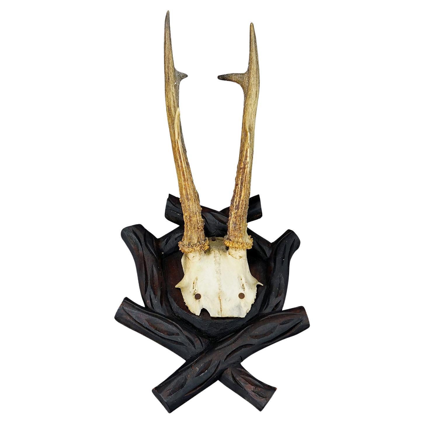 Antique Black Forest Roe Deer Trophy on Carved Plaque, Bavaria 1900s