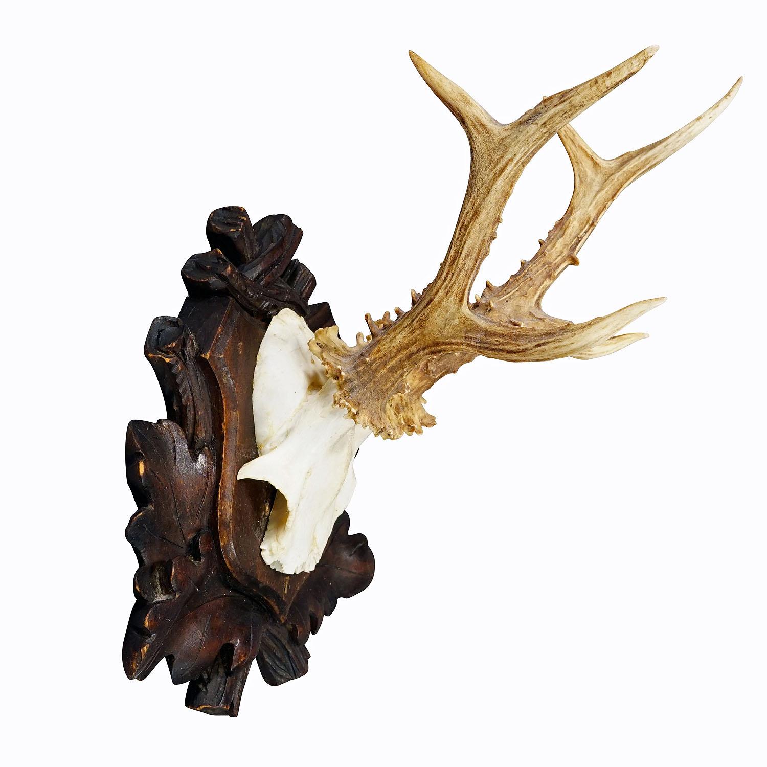 Antique Black Forest Roe Deer Trophy on Carved Plaque, Bavaria 1930s
Item e7318
A large antique roe deer (Capreolus capreolus) trophy on a wooden carved plaque. The trophy was shot in Bavaria around 1930. A great fit to your rustic cabin decoration.