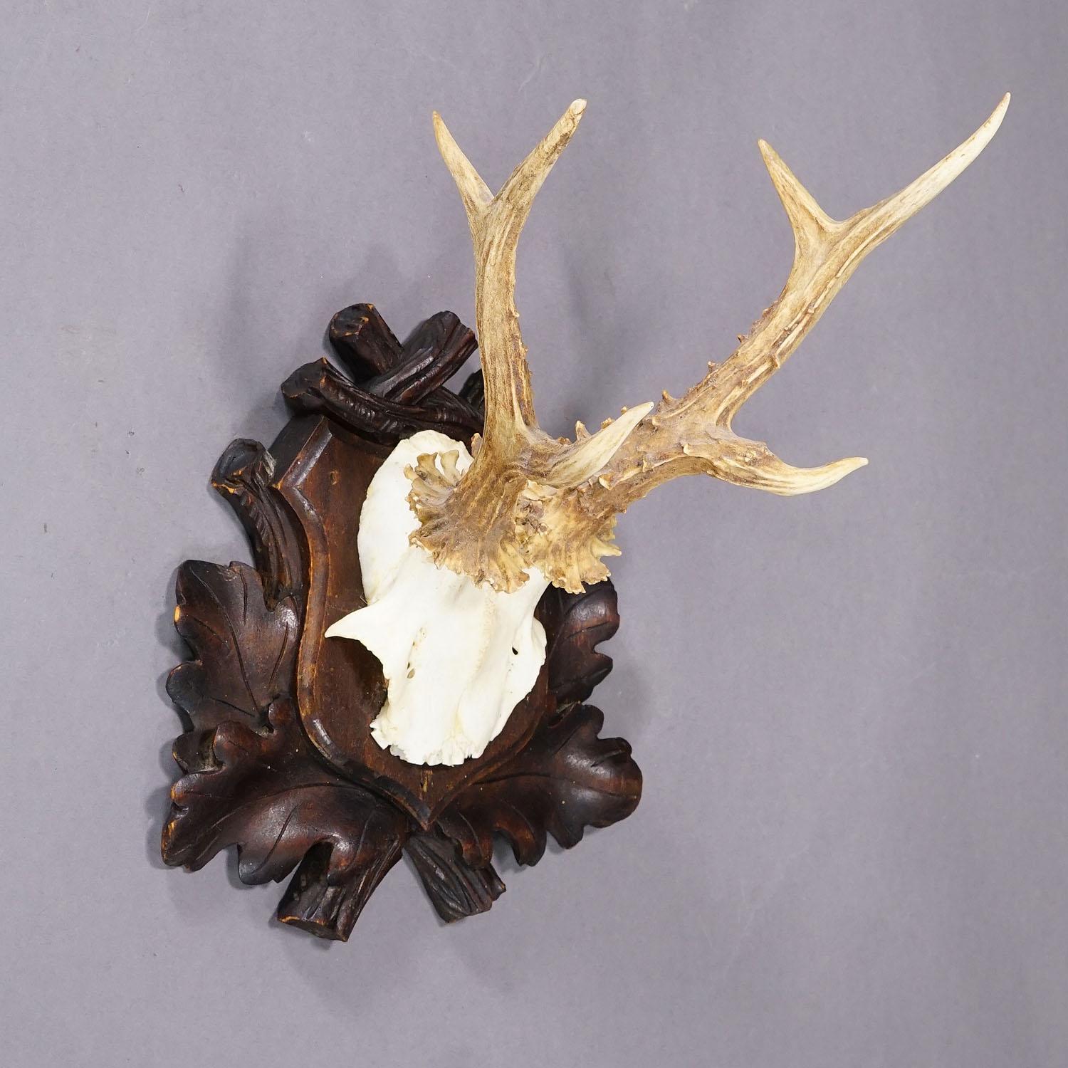 German Antique Black Forest Roe Deer Trophy on Carved Plaque, Bavaria 1930s