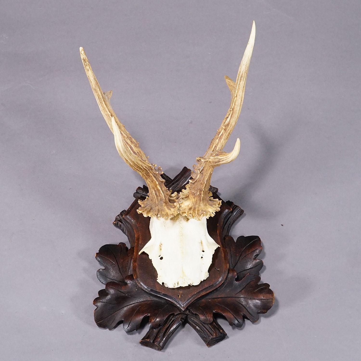 Antique Black Forest Roe Deer Trophy on Carved Plaque, Bavaria 1930s In Good Condition In Berghuelen, DE
