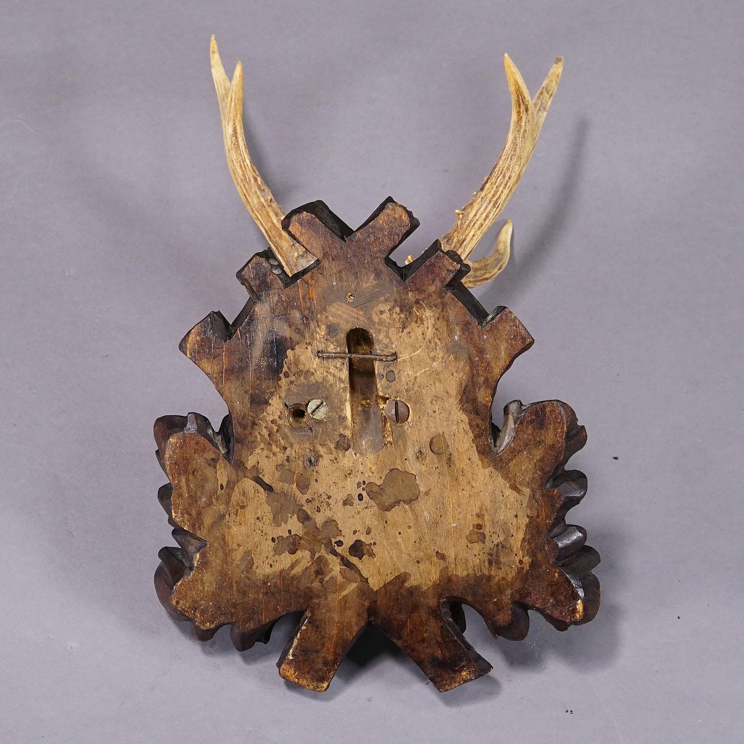 20th Century Antique Black Forest Roe Deer Trophy on Carved Plaque, Bavaria 1930s