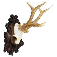 Antique Black Forest Roe Deer Trophy on Carved Plaque, Bavaria 1930s