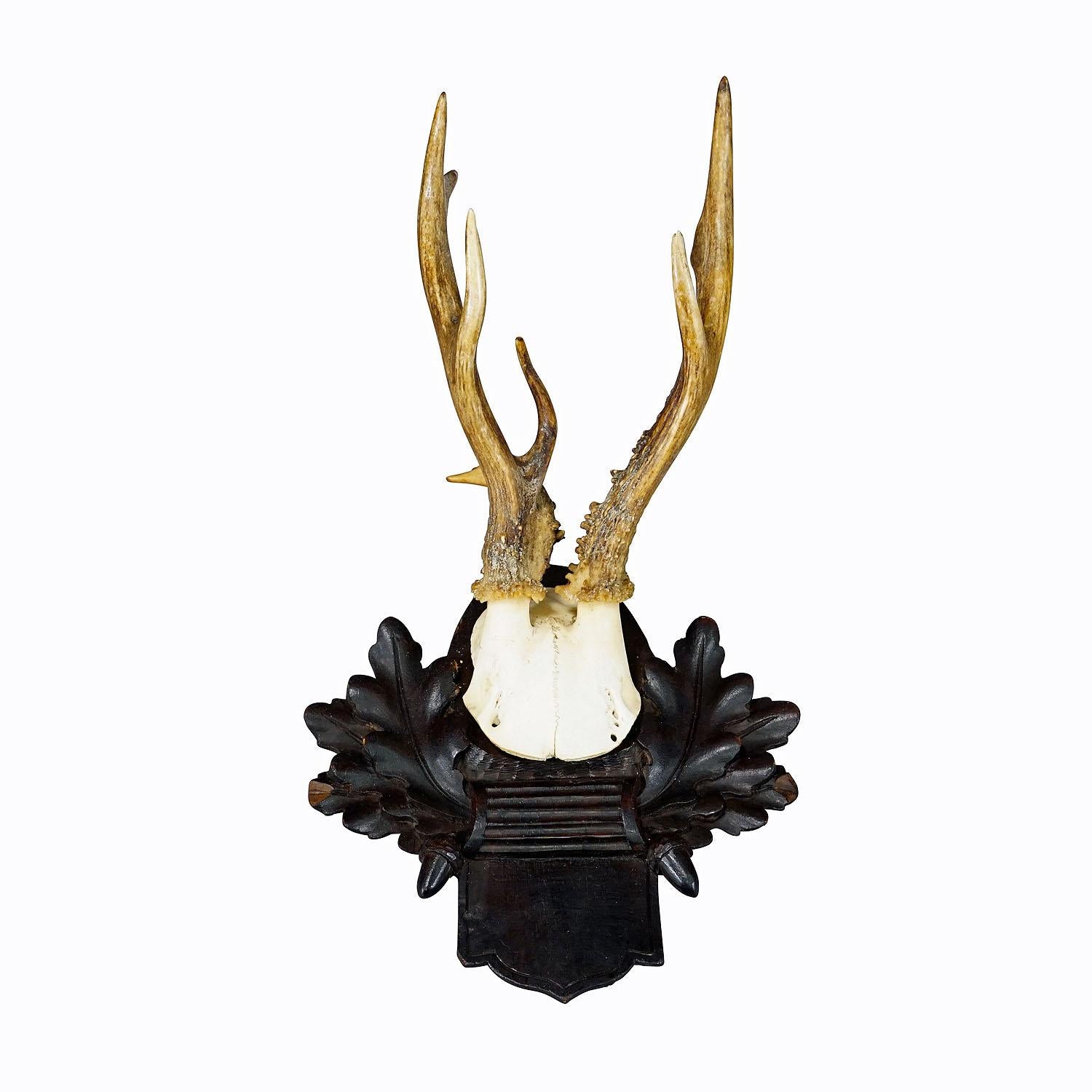 Antique Black Forest Roe Deer Trophy on Carved Plaque, Bavaria 1932
Item e7322
A large abnorm roe deer (Capreolus capreolus) trophy on a wooden carved plaque. The trophy was shot in Bavaria in 1932. With handwritten inscription on the back. A great