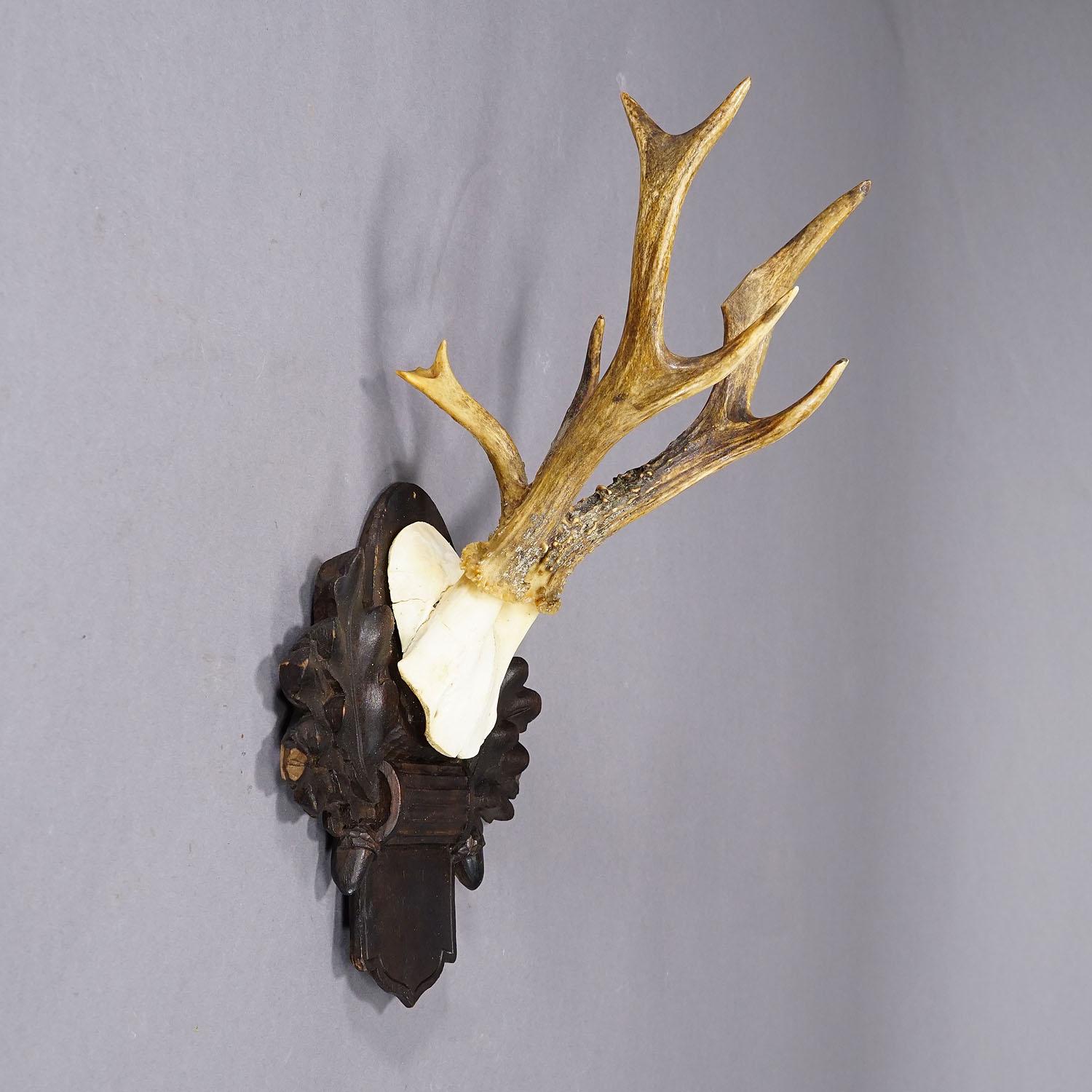 German Antique Black Forest Roe Deer Trophy on Carved Plaque, Bavaria 1932 For Sale