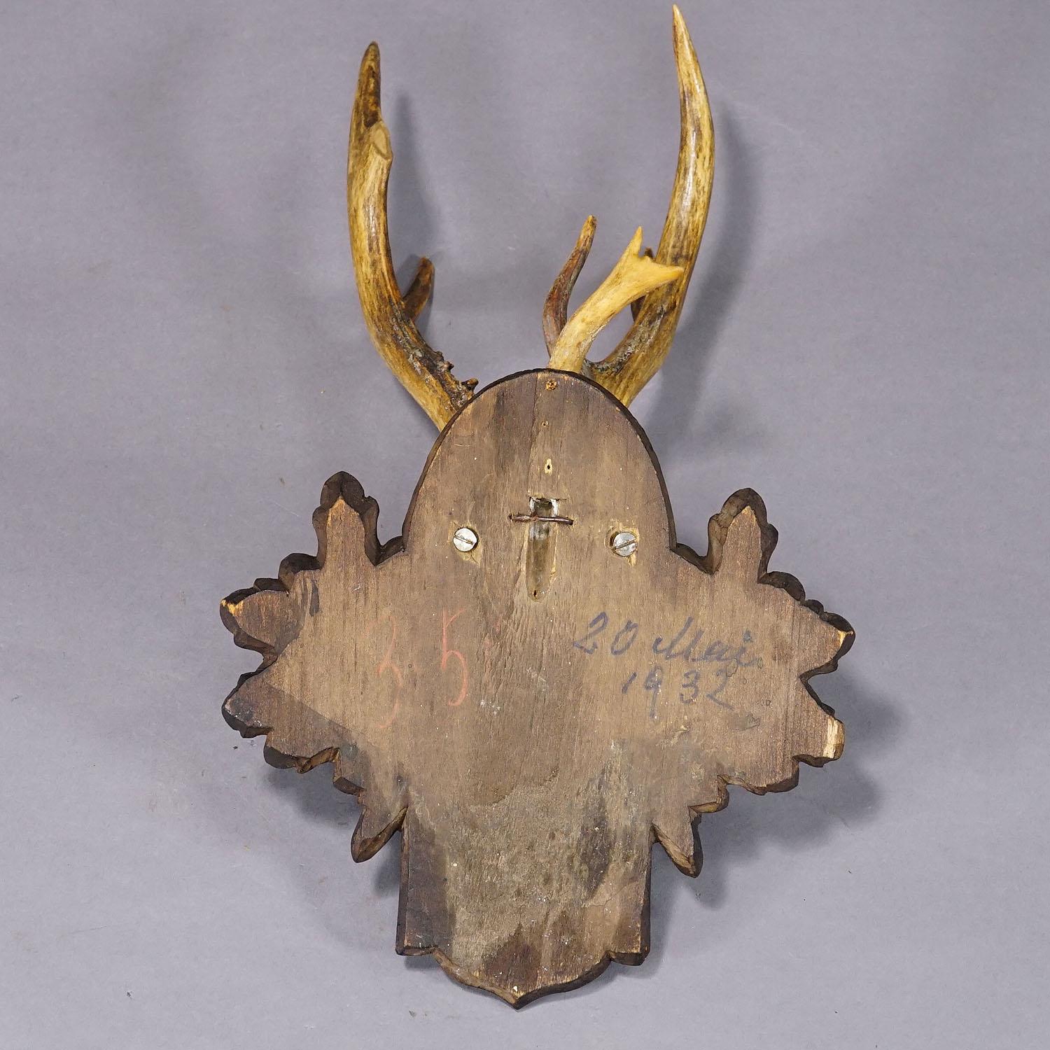 20th Century Antique Black Forest Roe Deer Trophy on Carved Plaque, Bavaria 1932 For Sale