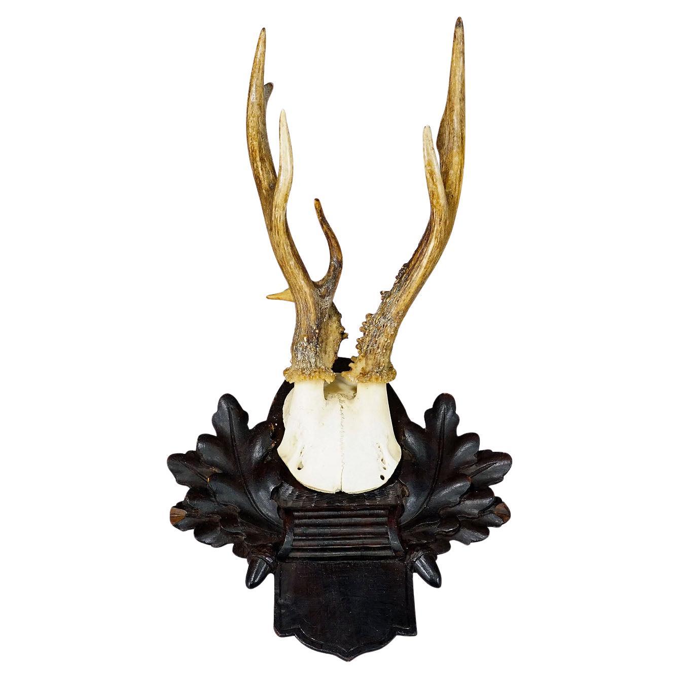 Antique Black Forest Roe Deer Trophy on Carved Plaque, Bavaria 1932