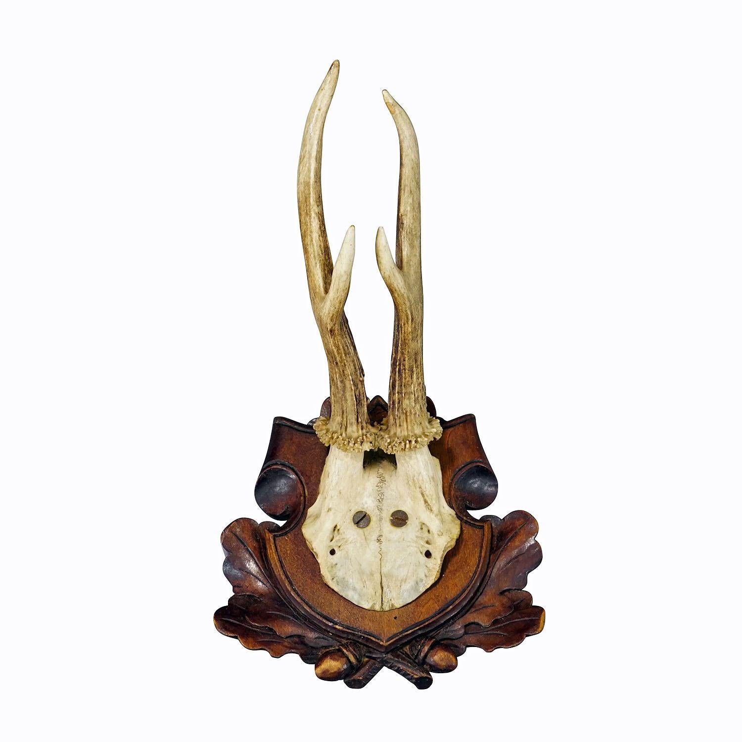 Antique Black Forest Roe Deer Trophy on Carved Plaque
Item e7328
A lovely antique roe deer (Capreolus capreolus) trophy on a wooden carved plaque. The trophy was shot in Bavaria around 1930s. A great fit to your rustic cabin decoration. Very good