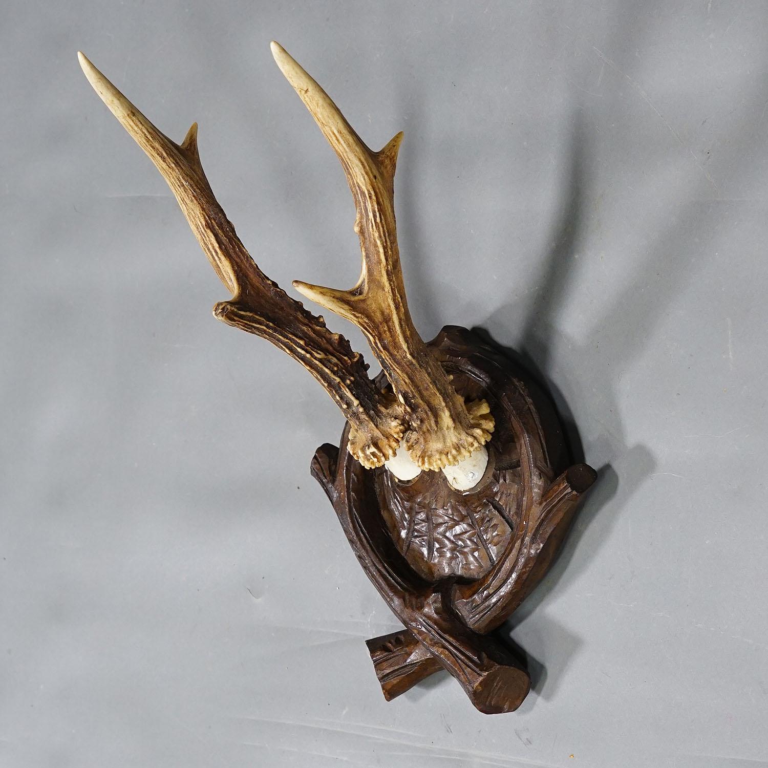 trophy roe deer