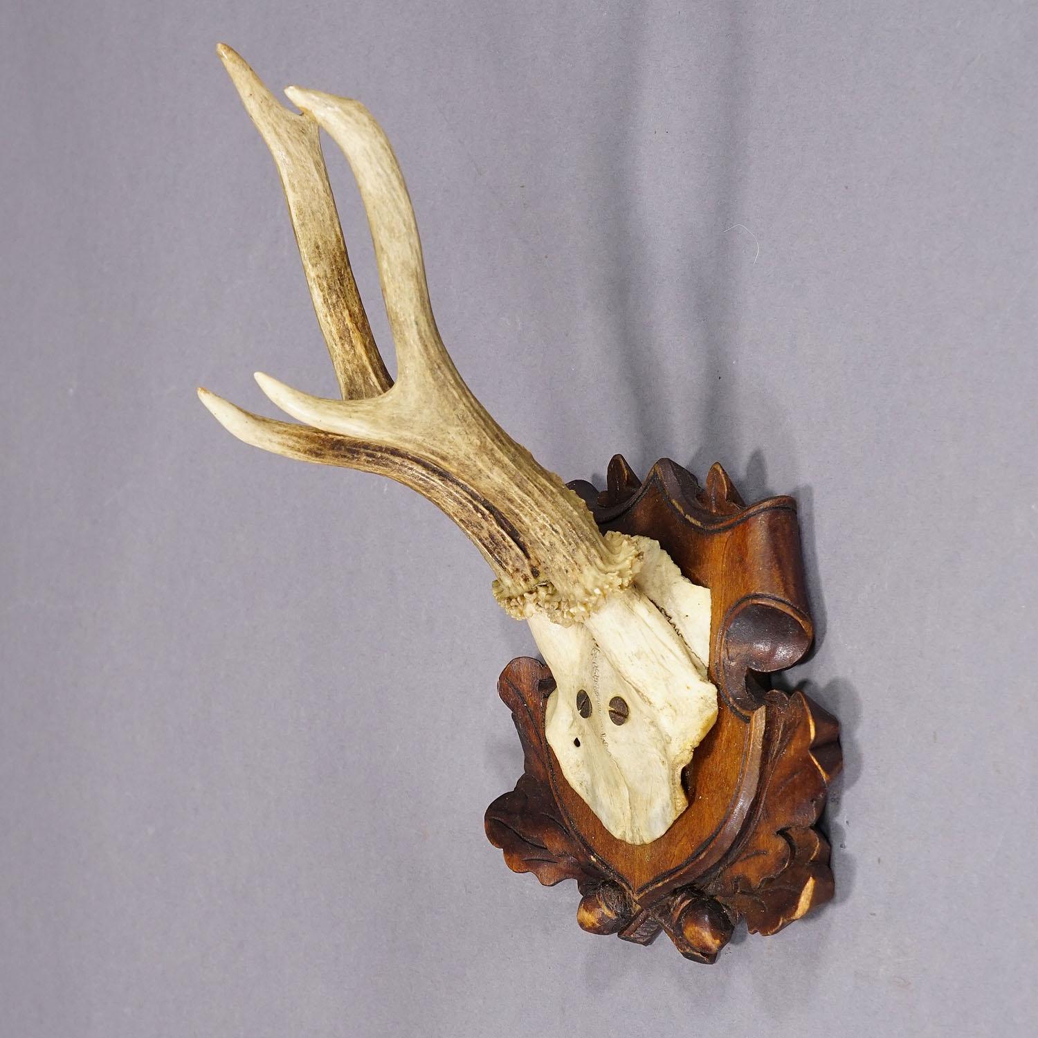 German Antique Black Forest Roe Deer Trophy on Carved Plaque